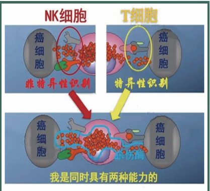 华安康源核心技术：NKT超级免疫细胞