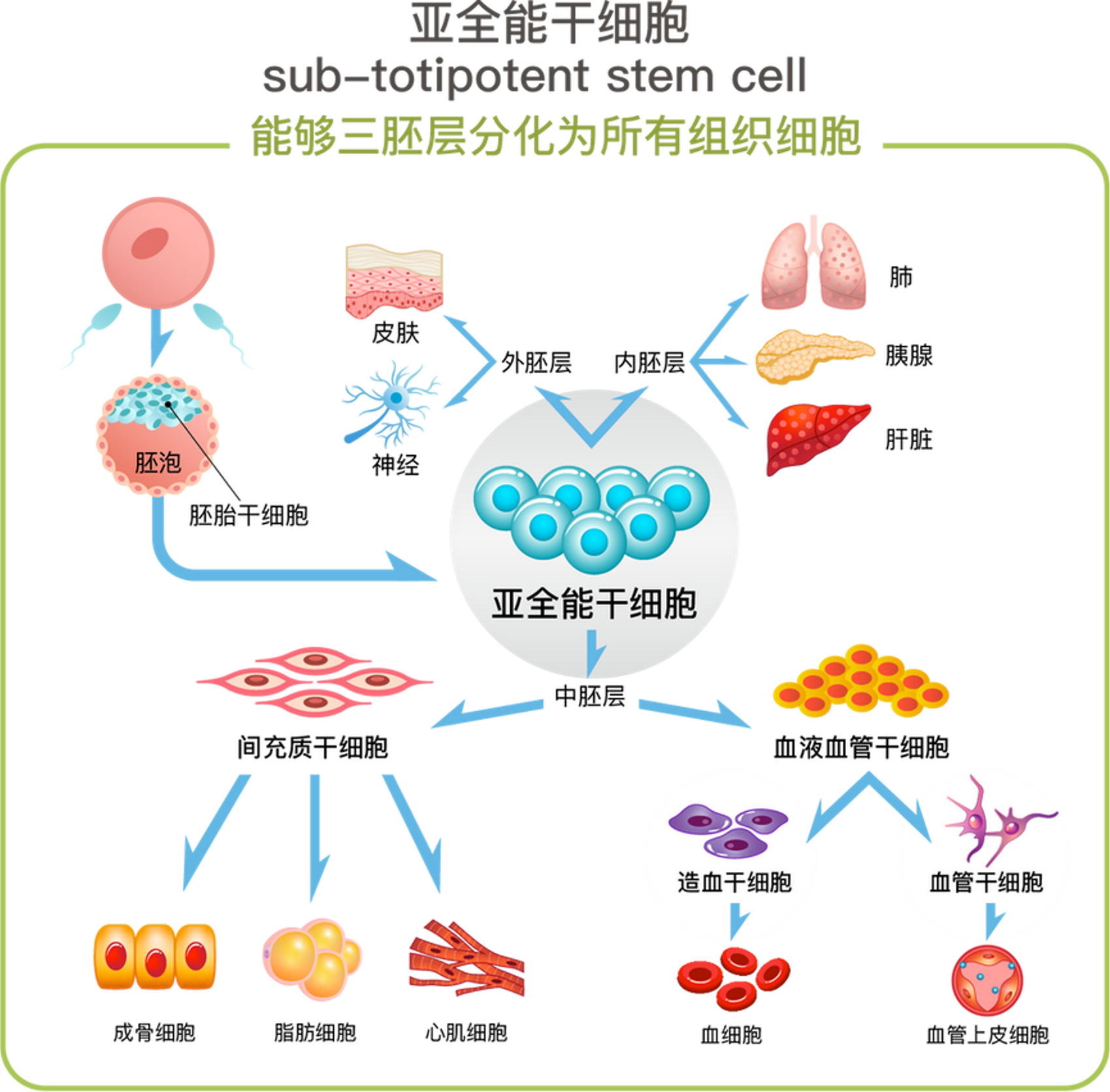 亚全能生物干细胞1号（心脑梗预防）
